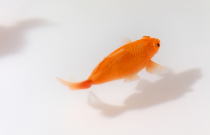 VICCARBE table basse UP IN THE AIR H 35 cm