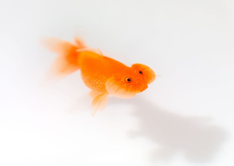 VICCARBE table basse UP IN THE AIR H 35 cm